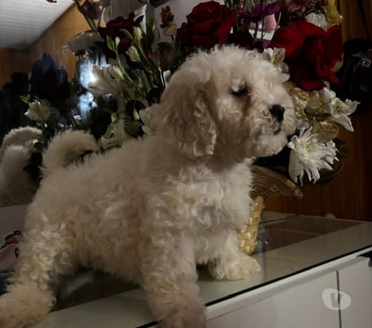 Mascotas en Venta Santa Juana Concepción - Fotos de Hermosos cachorritos poodle