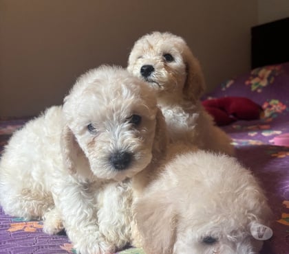 Mascotas en Venta Santa Juana Concepción - Fotos de Hermosos cachorritos poodle