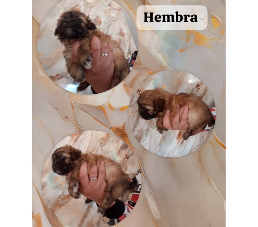 Gatos en Venta Cachapoal Rancagua - Fotos de Cachorros chitzu . Bolita de pelo