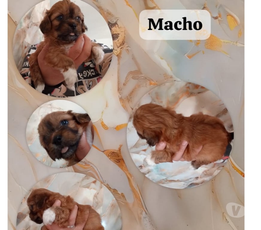 Gatos en Venta Cachapoal Rancagua - Fotos de Cachorros chitzu . Bolita de pelo