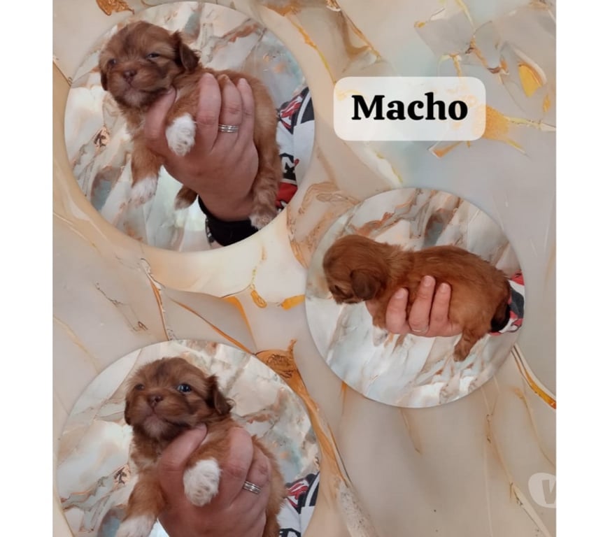 Gatos en Venta Cachapoal Rancagua - Fotos de Cachorros chitzu . Bolita de pelo