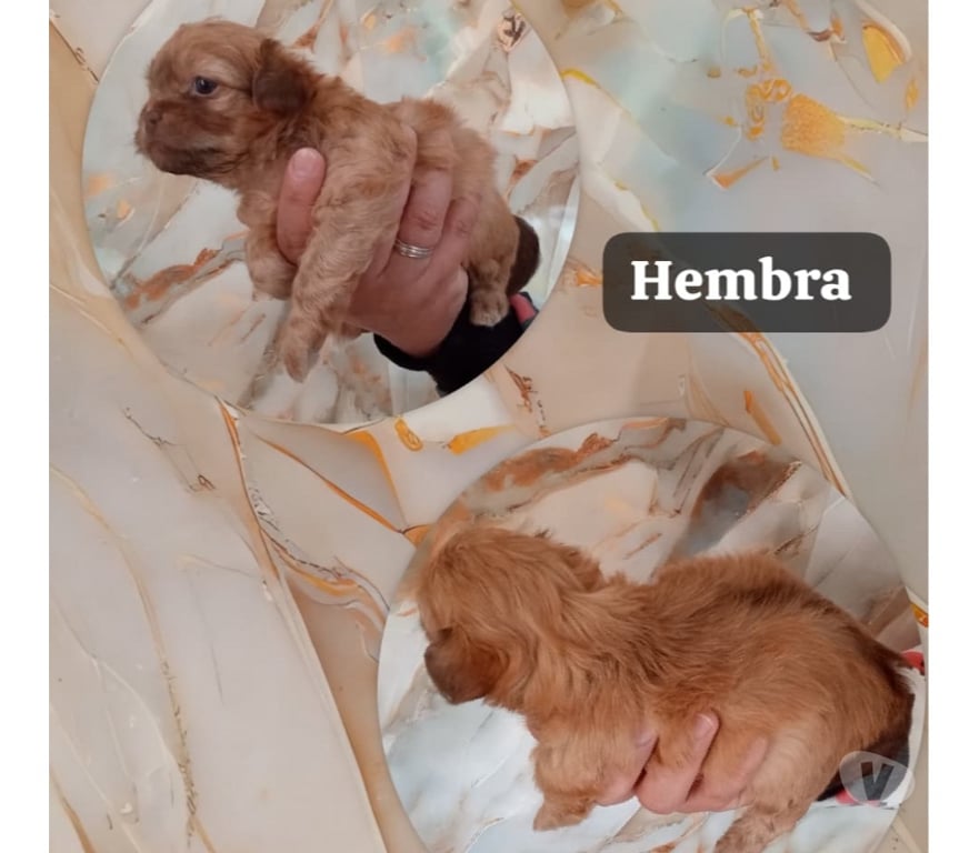 Gatos en Venta Cachapoal Rancagua - Fotos de Cachorros chitzu . Bolita de pelo