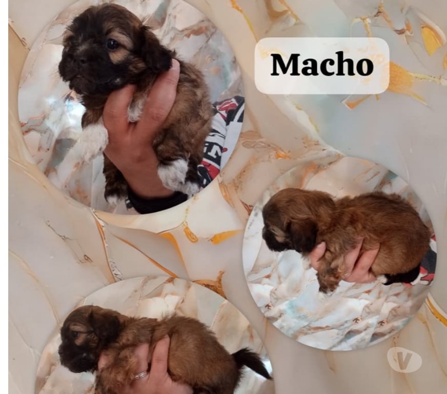 Gatos en Venta Cachapoal Rancagua - Fotos de Cachorros chitzu . Bolita de pelo