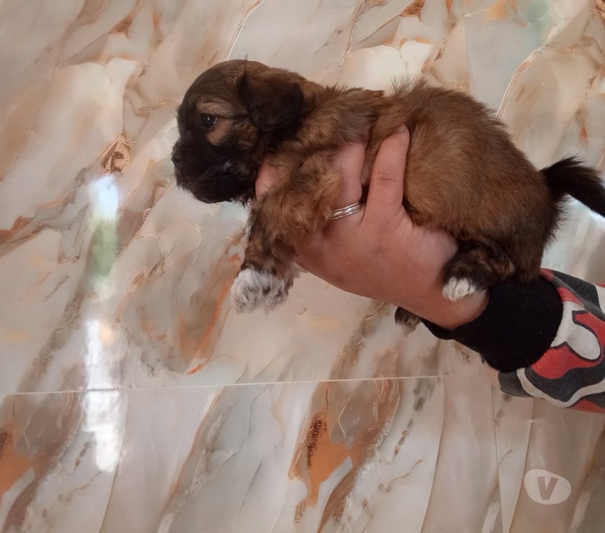 Gatos en Venta Santiago Estación Central - Fotos de Cachorros chitzu