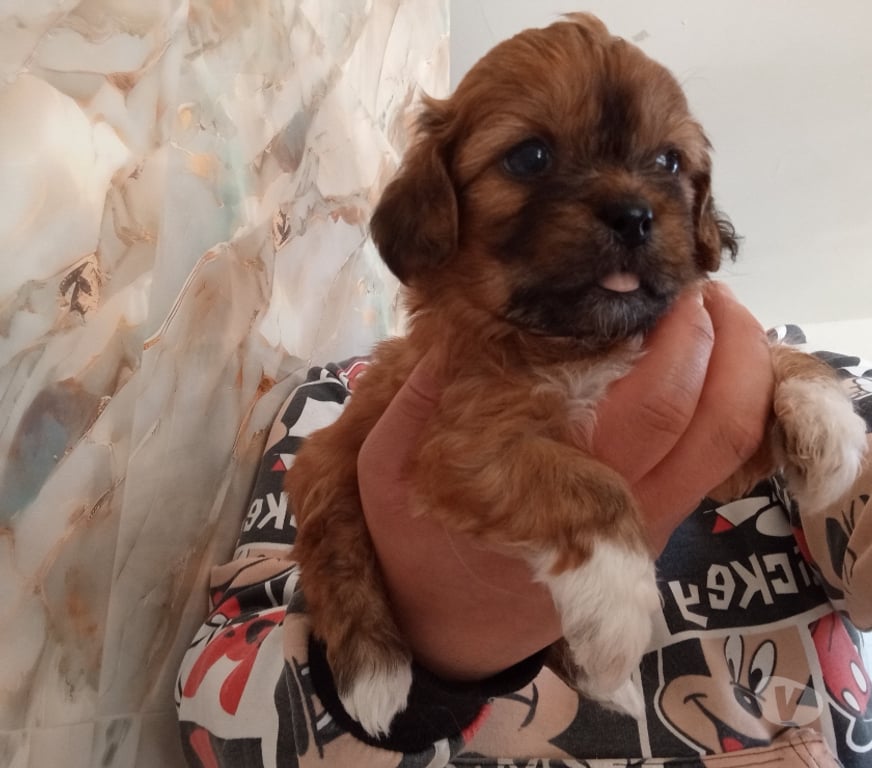 Gatos en Venta Santiago Estación Central - Fotos de Cachorros chitzu