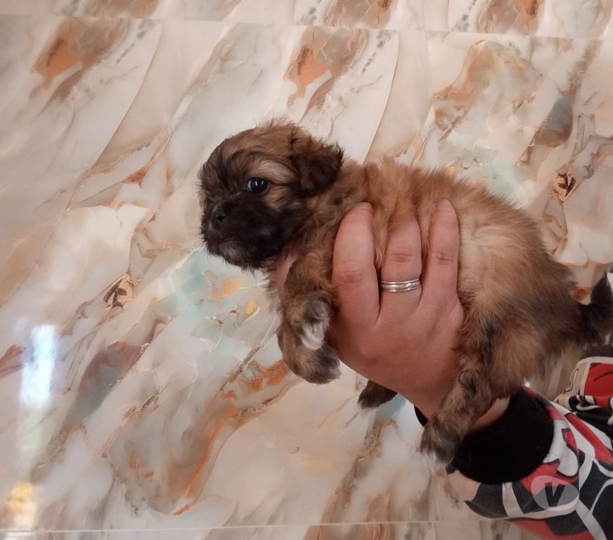 Gatos en Venta Santiago Estación Central - Fotos de Cachorros chitzu