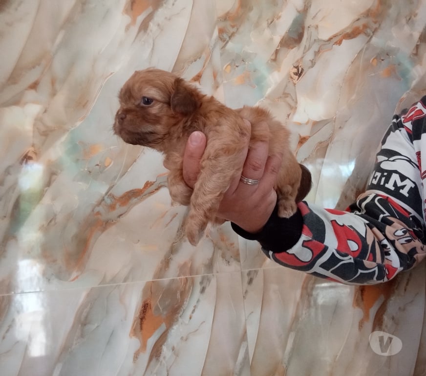 Gatos en Venta Santiago Estación Central - Fotos de Cachorros chitzu