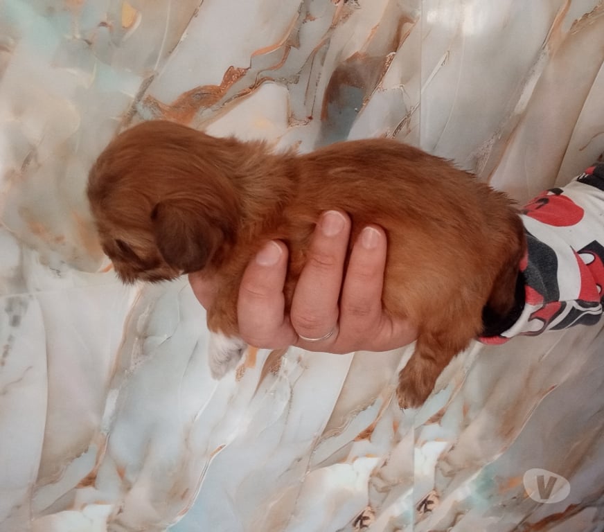 Gatos en Venta Santiago Estación Central - Fotos de Cachorros chitzu