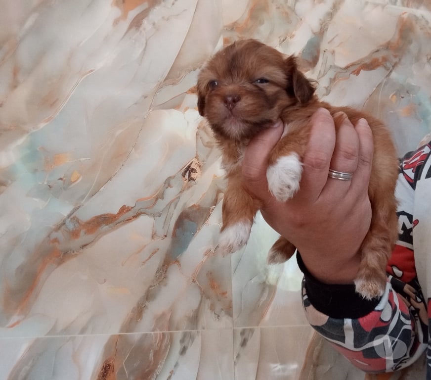 Gatos en Venta Santiago Estación Central - Fotos de Cachorros chitzu