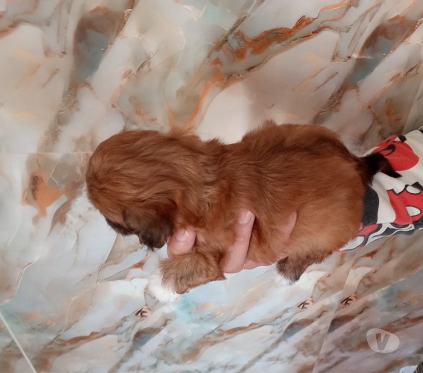 Gatos en Venta Santiago Estación Central - Fotos de Cachorros chitzu