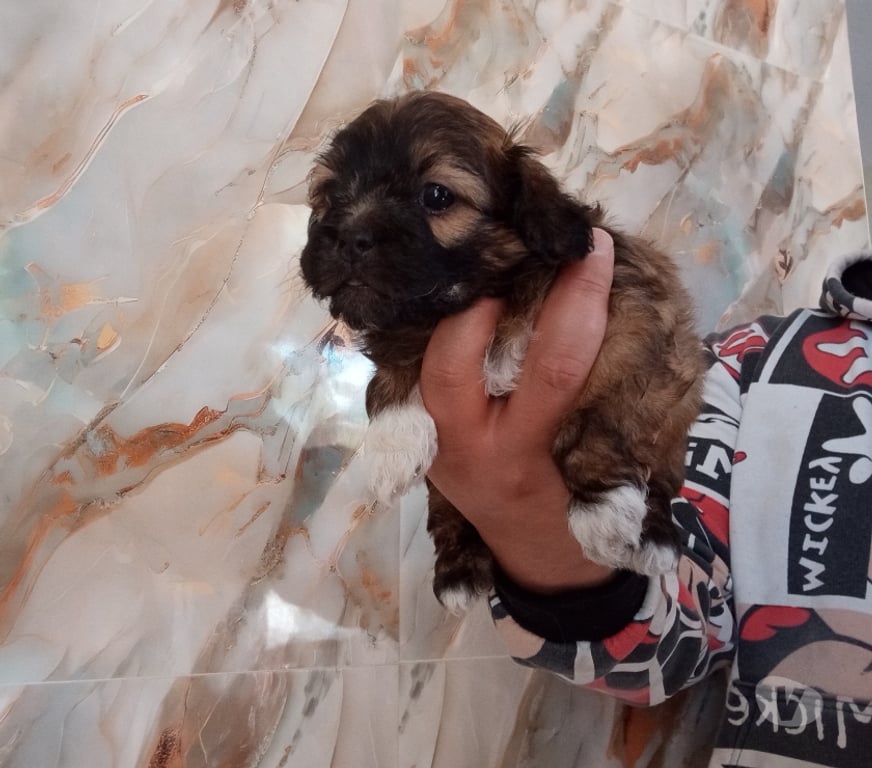 Gatos en Venta Santiago Estación Central - Fotos de Cachorros chitzu