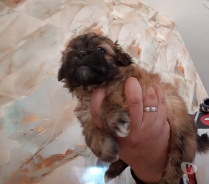 Gatos en Venta Estación Central Santiago - Fotos de Cachorros chitzu