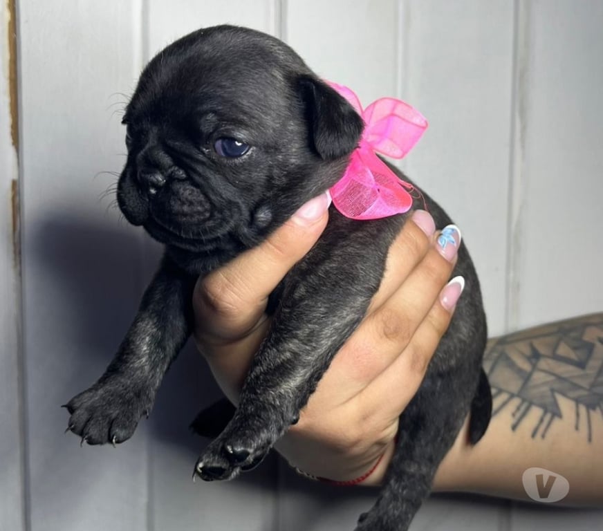 Gatos en Venta Concepción Coronel - Fotos de Pug legítimos 📲