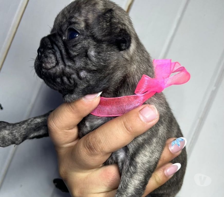 Gatos en Venta Concepción Coronel - Fotos de Pug legítimos 📲
