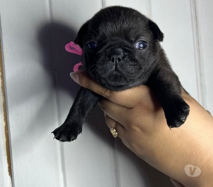 Venta de Mascotas Coronel Concepción - Fotos de Pug legítimos 📲