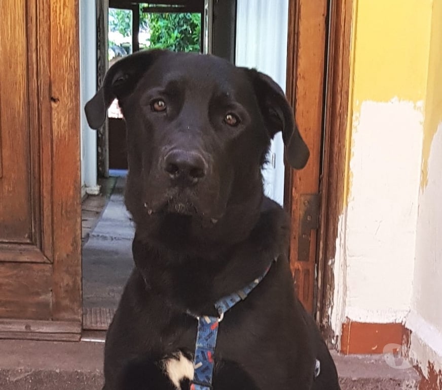 Adopción ed Animales Santiago Providencia - Fotos de Perrito en adopción - Antu