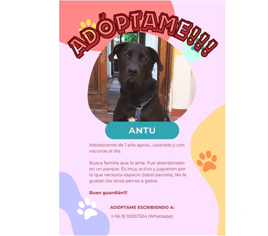 Adopción ed Animales Santiago Providencia - Fotos de Perrito en adopción - Antu