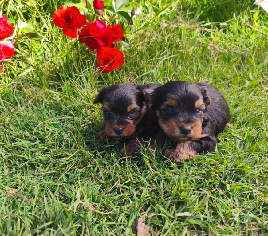 Gatos en Venta Linares Longav - Fotos de yorkshire terrier cachorros
