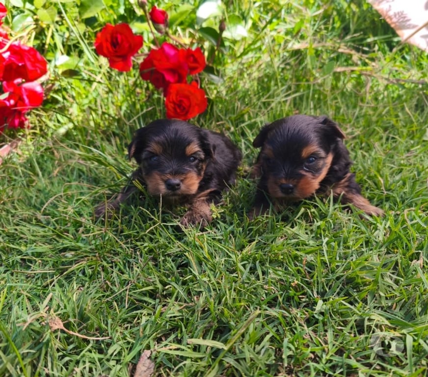 Gatos en Venta Linares Longav - Fotos de yorkshire terrier cachorros