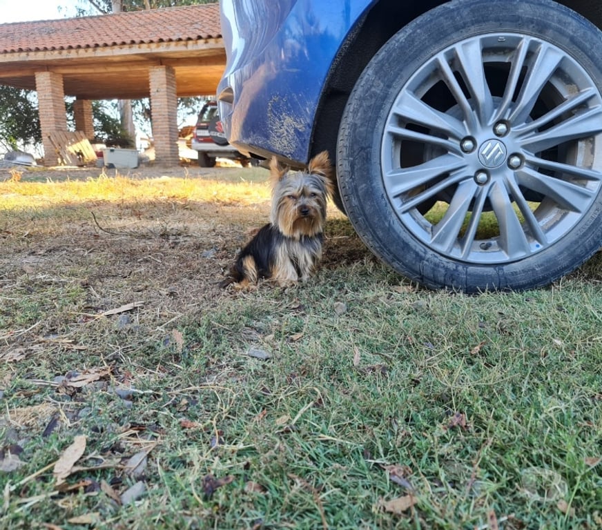 Gatos en Venta Linares Longav - Fotos de yorkshire terrier cachorros