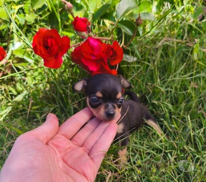 Venta de Mascotas Longav Linares - Fotos de Chihuahua cachorros