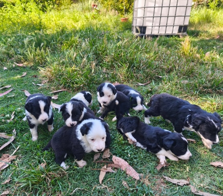 Gatos en Venta Linares Longav - Fotos de border collie cachorros