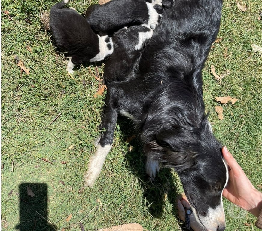 Gatos en Venta Linares Longav - Fotos de border collie cachorros