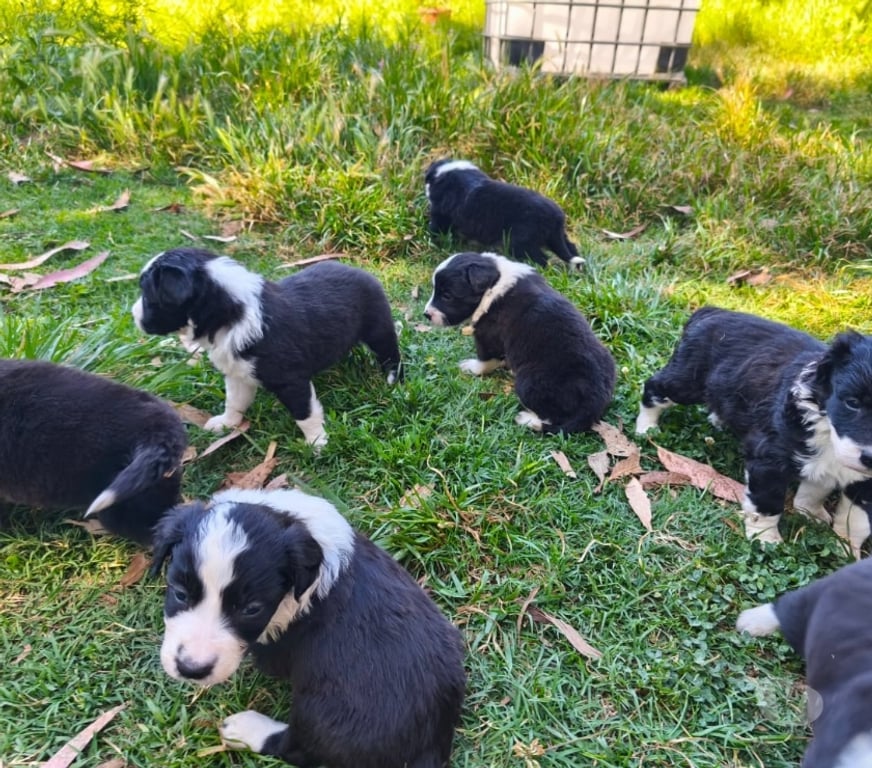 Gatos en Venta Linares Longav - Fotos de border collie cachorros