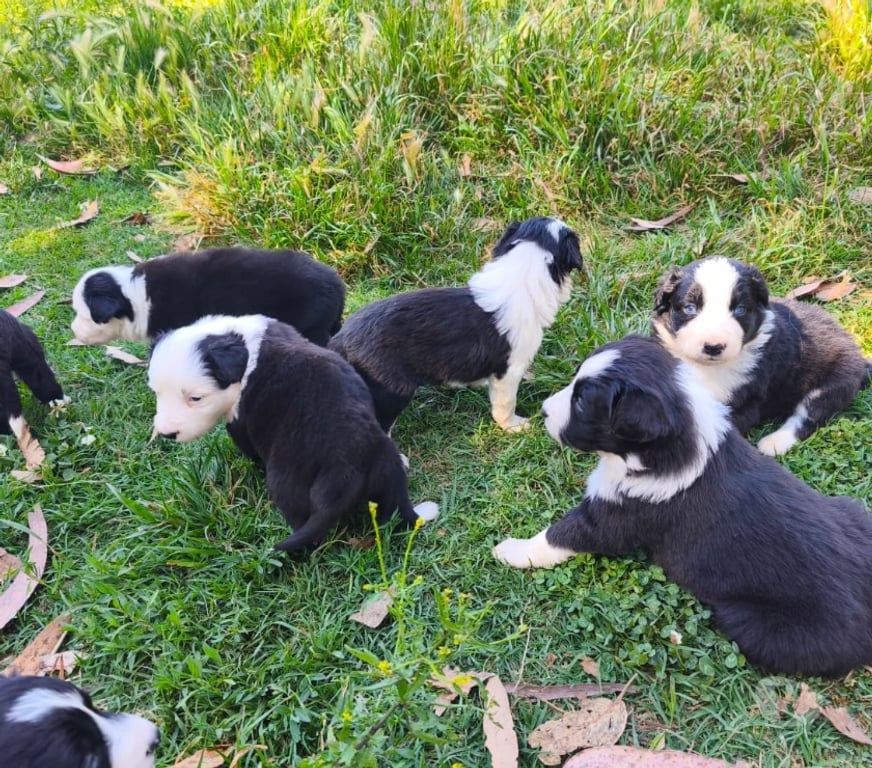 Gatos en Venta Linares Longav - Fotos de border collie cachorros