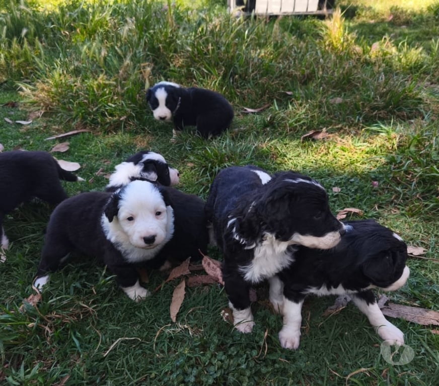 Gatos en Venta Linares Longav - Fotos de border collie cachorros