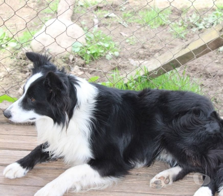 Gatos en Venta Linares Longav - Fotos de border collie cachorros