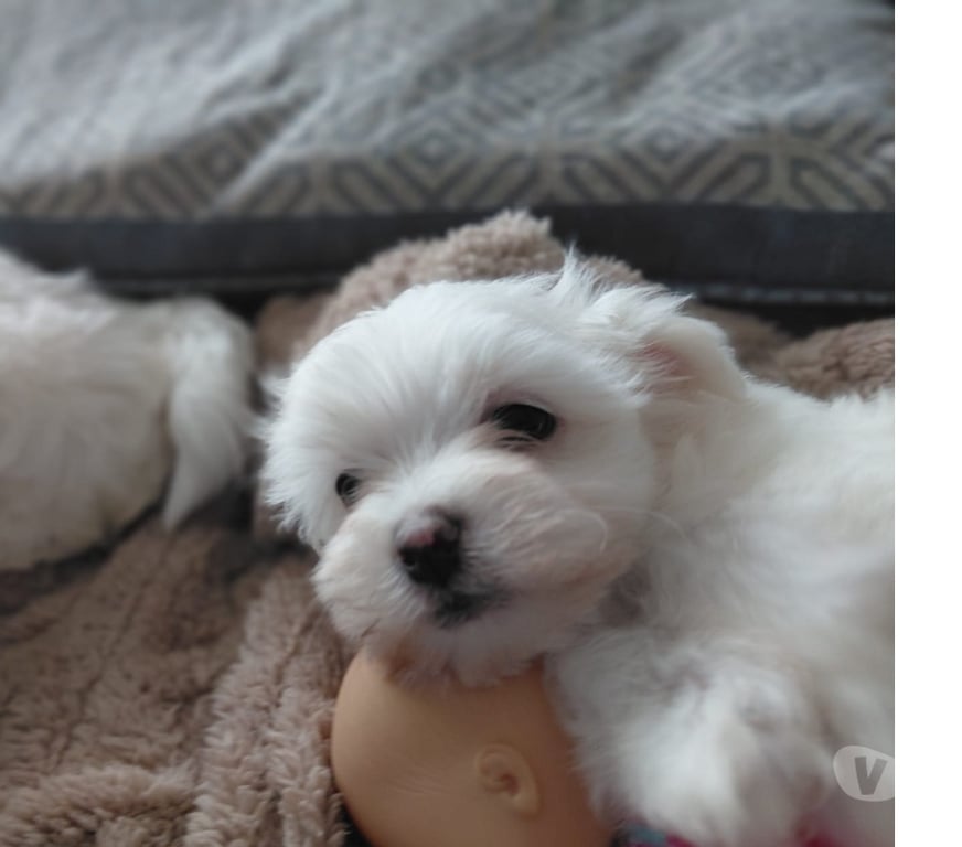 Gatos en Venta Elqui Conquimbo - Fotos de Perros Maltés en Venta