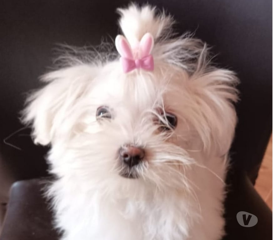 Gatos en Venta Elqui Conquimbo - Fotos de Perros Maltés en Venta