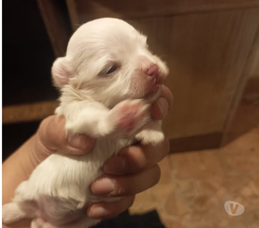 Gatos en Venta Elqui Conquimbo - Fotos de Perros Maltés en Venta