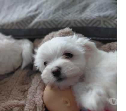 Perros en Venta Conquimbo Elqui - Fotos de Perros Maltés en Venta