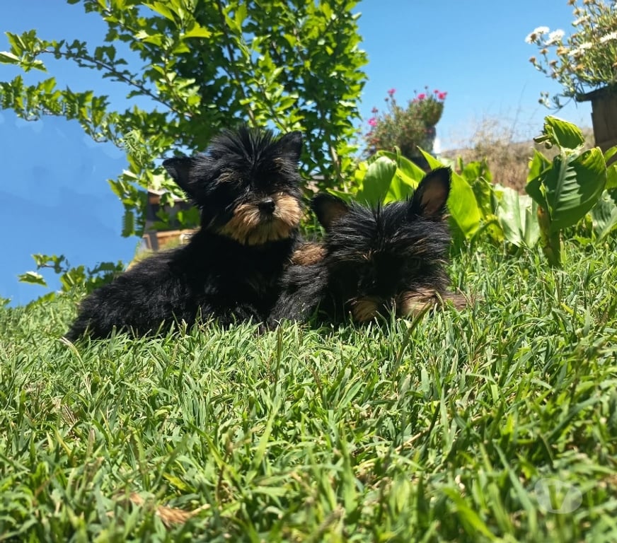 Gatos en Venta Santiago Santiago - Fotos de Yorkshire Terrier cachorros