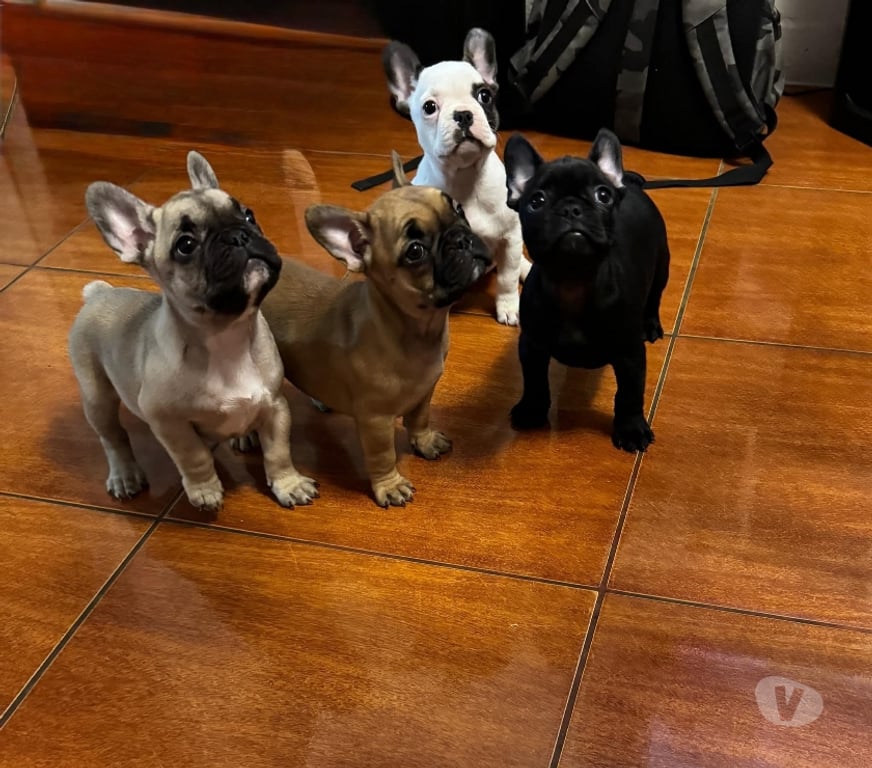 Gatos en Venta Santiago Santiago - Fotos de Verdaderos Bulldog francés