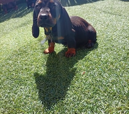 Perros en Venta Santiago Santiago - Fotos de Salchichas adorables