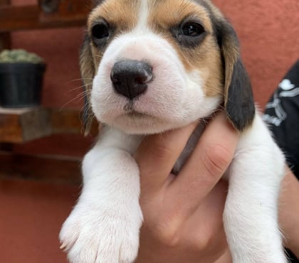 Mascotas en Venta Santiago Santiago - Fotos de Raza beagle hembra y macho