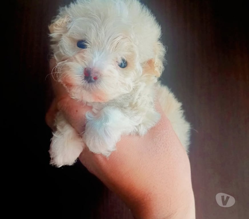 Gatos en Venta Santiago Santiago - Fotos de Poodle toy vacunados