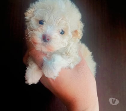 Mascotas en Chile Santiago Santiago - Fotos de Poodle toy vacunados