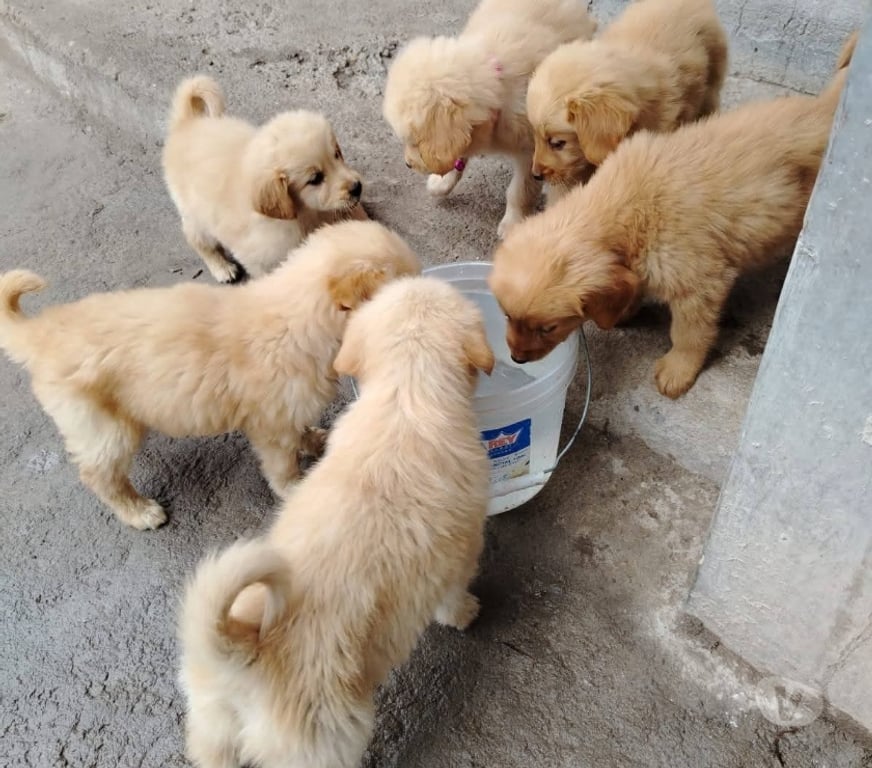 Gatos en Venta Santiago Santiago - Fotos de Cachorros Golden retriever
