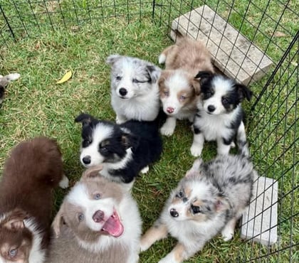 Venta de Mascotas Santiago Santiago - Fotos de Border collie vacunados