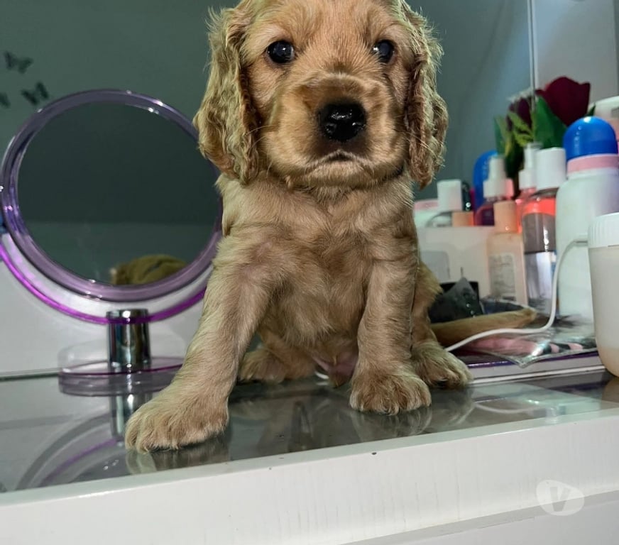 Gatos en Venta Santiago Santiago - Fotos de Cachorros cocker Spaniel