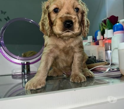 Venta de Mascotas Santiago Santiago - Fotos de Cachorros cocker Spaniel
