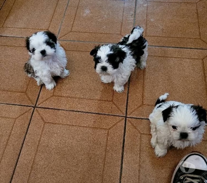 Gatos en Venta Concepción Concepción - Fotos de Shih tzu adorables