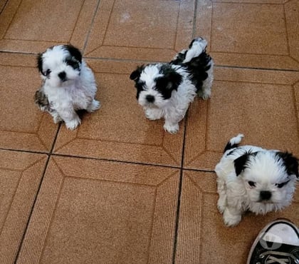 Venta de Mascotas Concepción Concepción - Fotos de Shih tzu adorables