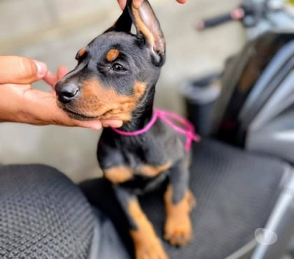 Perros en Venta Concepción Concepción - Fotos de Raza doberman bellos