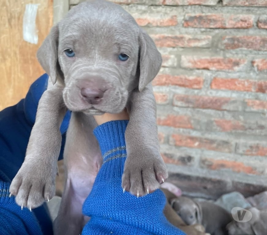 Gatos en Venta Concepción Concepción - Fotos de Raza weimaraner
