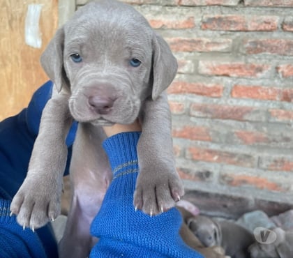 Venta de Mascotas Concepción Concepción - Fotos de Raza weimaraner